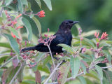 Black Catbird - Zwarte Katvogel
