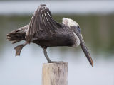 Brown Pelican - Bruine Pelikaan