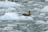 Harbor Seal - Gewone Zeehond