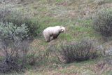 Grizzly Bear - Grizzly Beer