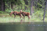 Moose - Eland