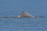Humpback Whale - Bultrug