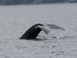 Humpback Whale - Bultrug