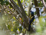 Blue-and-yellow Tanager - Blauwgele Tangare