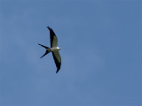 Swallow-tailed kite - Zwaluwstaartwouw