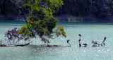 Cormorants sun baking