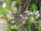 Native Orchid at Lake Barrine