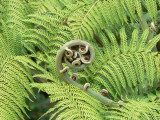 Fern frond