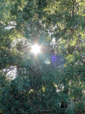 Sunshine through the Canopy