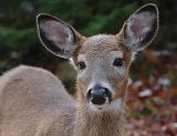 young White-tailed Deer