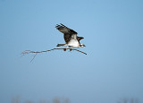 Osprey with stick