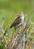 Field Sparrow