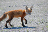 Red Fox   (wild)