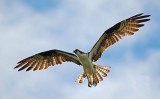 Osprey