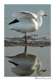 Snow Goose stretch