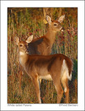 White-tailed Fawns