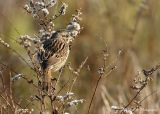 song sparrow 2 pb.jpg