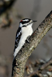 Downy Woodpecker pb.jpg