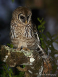 Imm Barred Owl pb.jpg