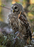 Barred Owl pb.jpg
