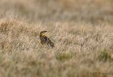 Eastern Meadowlark 2 pb.jpg