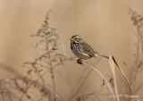 Song Sparrow pb.jpg