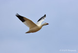 Snow goose in flight pb.jpg