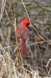 Northern Cardinal 2 pb.jpg