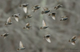 European Starlings pb.jpg