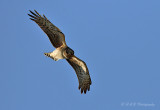 Northern Harrier pb.jpg