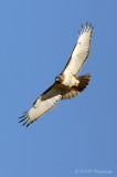 Red Tail Hawk Marshfield Ma pb.jpg