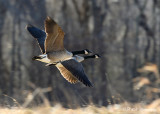 Canada Geese pb.jpg