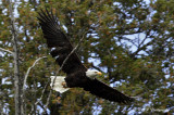 Eagle in flight pb.jpg