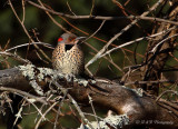 Northern Flicker pb.jpg