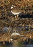 Killdeer pb.jpg