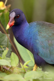 Purple Gallinule pb.jpg