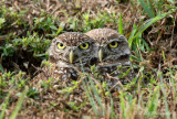 Burrowing Owl pair 2 pb.jpg