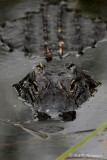 Alligator 2 pb.jpg
