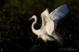 Great Egret 4 pb.jpg