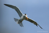 Royal Tern 3 pb.jpg