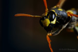 Wasp 3 pb.jpg