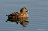 Female Eider pb.jpg