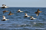 Common Eiders pb.jpg