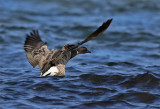 Brant Eastern Subspecies.jpg