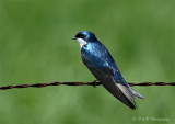 Tree Swallow pb.jpg