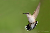 Hummingbird6 pb.jpg
