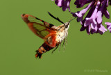 Hummingbird Moth 6 pb.jpg