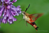 hummingbird moth3 pb.jpg