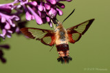 Hummingbird Moth pb.jpg