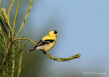 Goldfinch pb.jpg